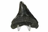 Serrated, Fossil Megalodon Tooth - South Carolina #150028-1